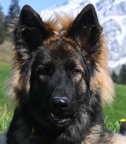 Hundetraining – AR